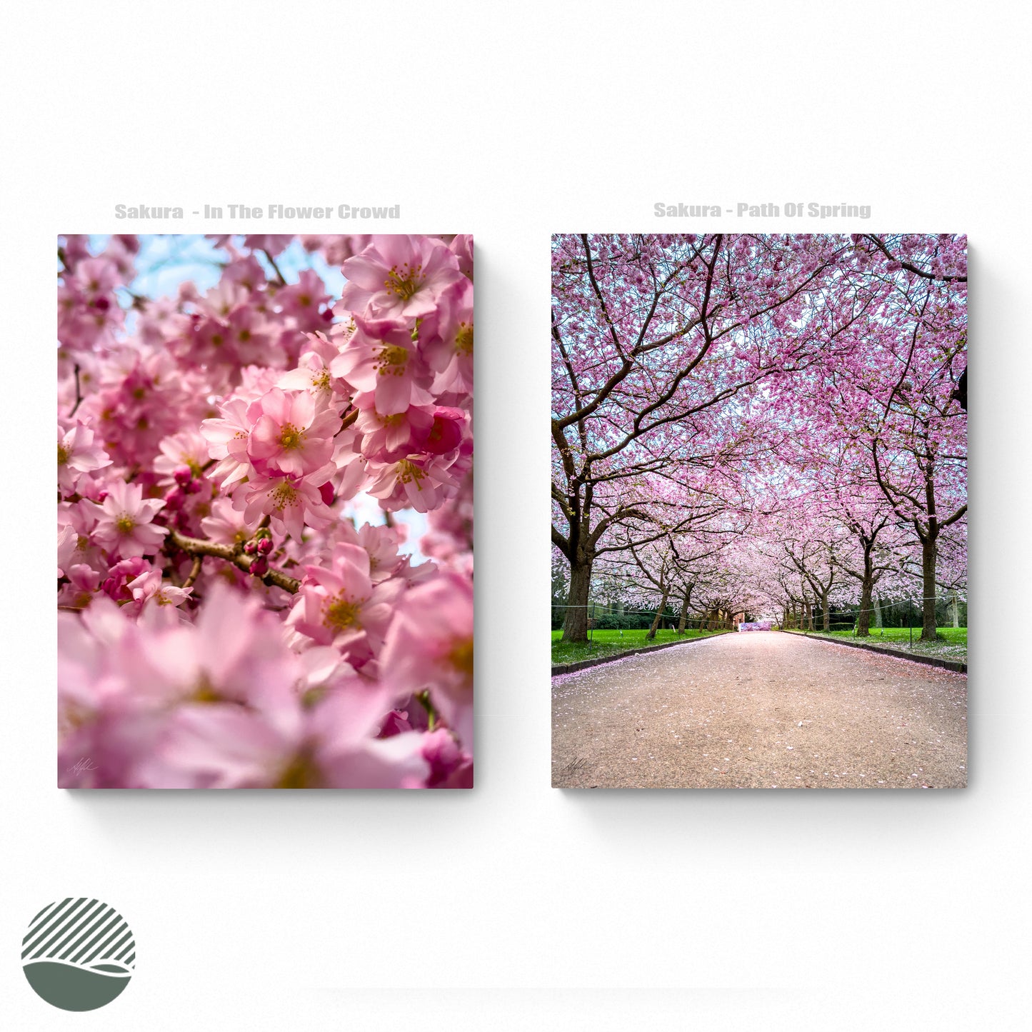 Sakura both variants photo print by Alantherock - 80cmx60cm