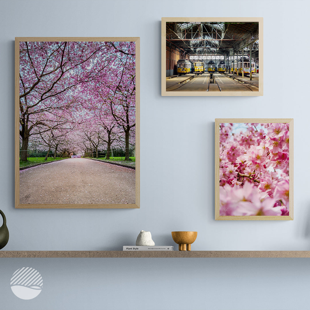 Sakura photo print of both editions in wooden frames by Alantherock - several dimensions in mockup shelf plus Tram Central Lisbon