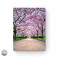 Sakura - Path of Spring photo print by Alantherock - 80cmx60cm 