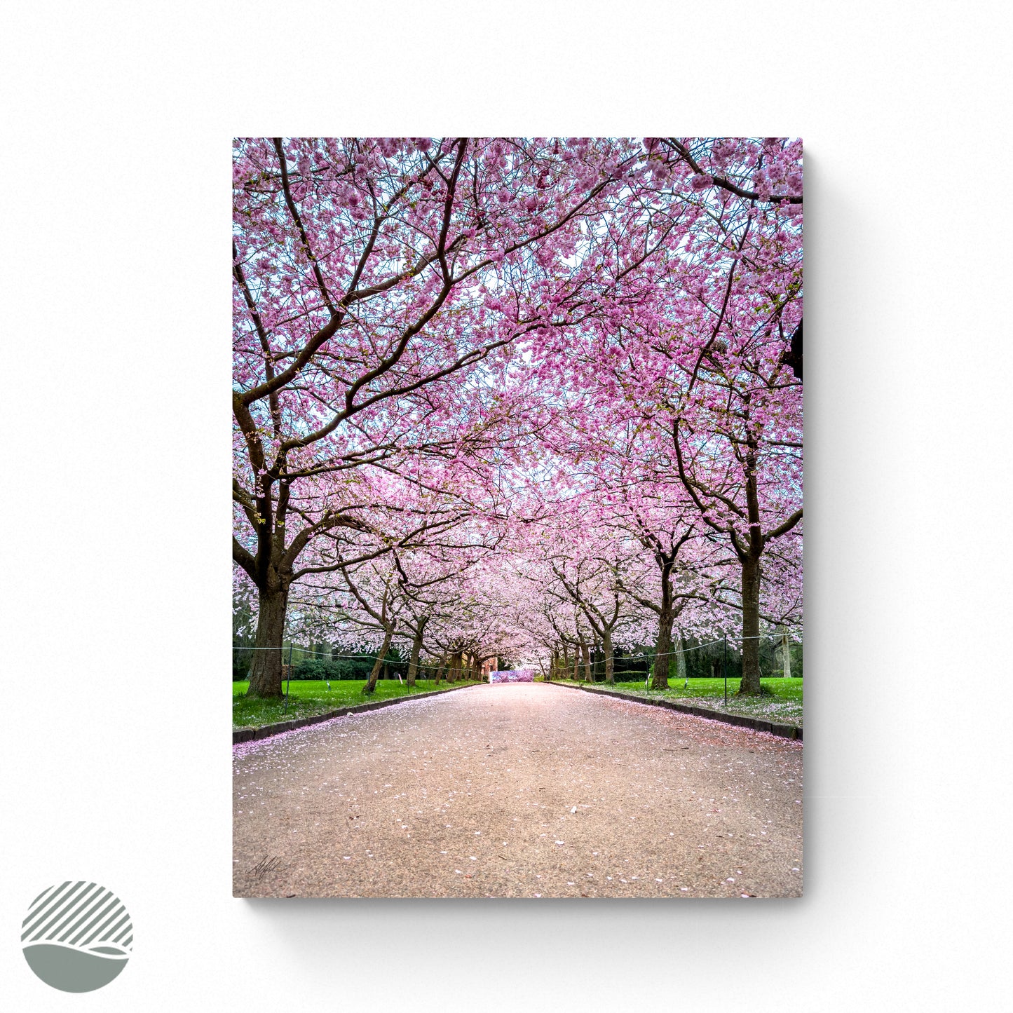 Sakura - Path of Spring photo print by Alantherock - 80cmx60cm 