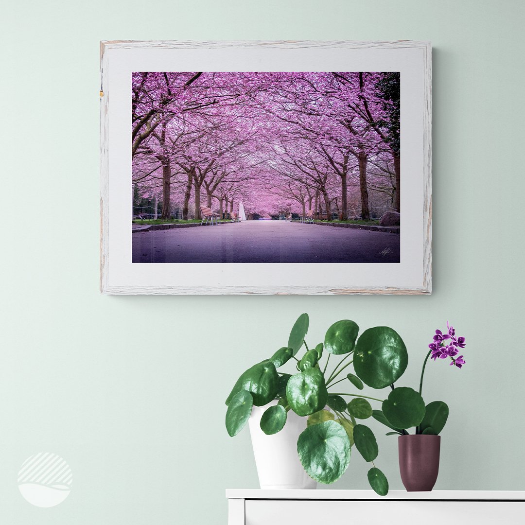 NOKUKO - Photo - Alan Pedersen - ALANTHEROCK - sakura season - livingroom mockup