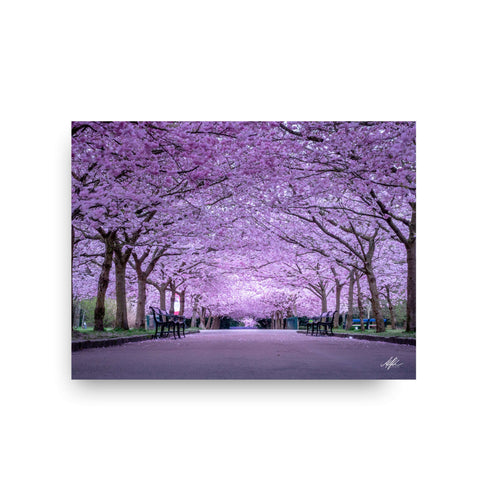 NOKUKO - photo- Alan Pedersen - Alantherock - Cherry blossom - print