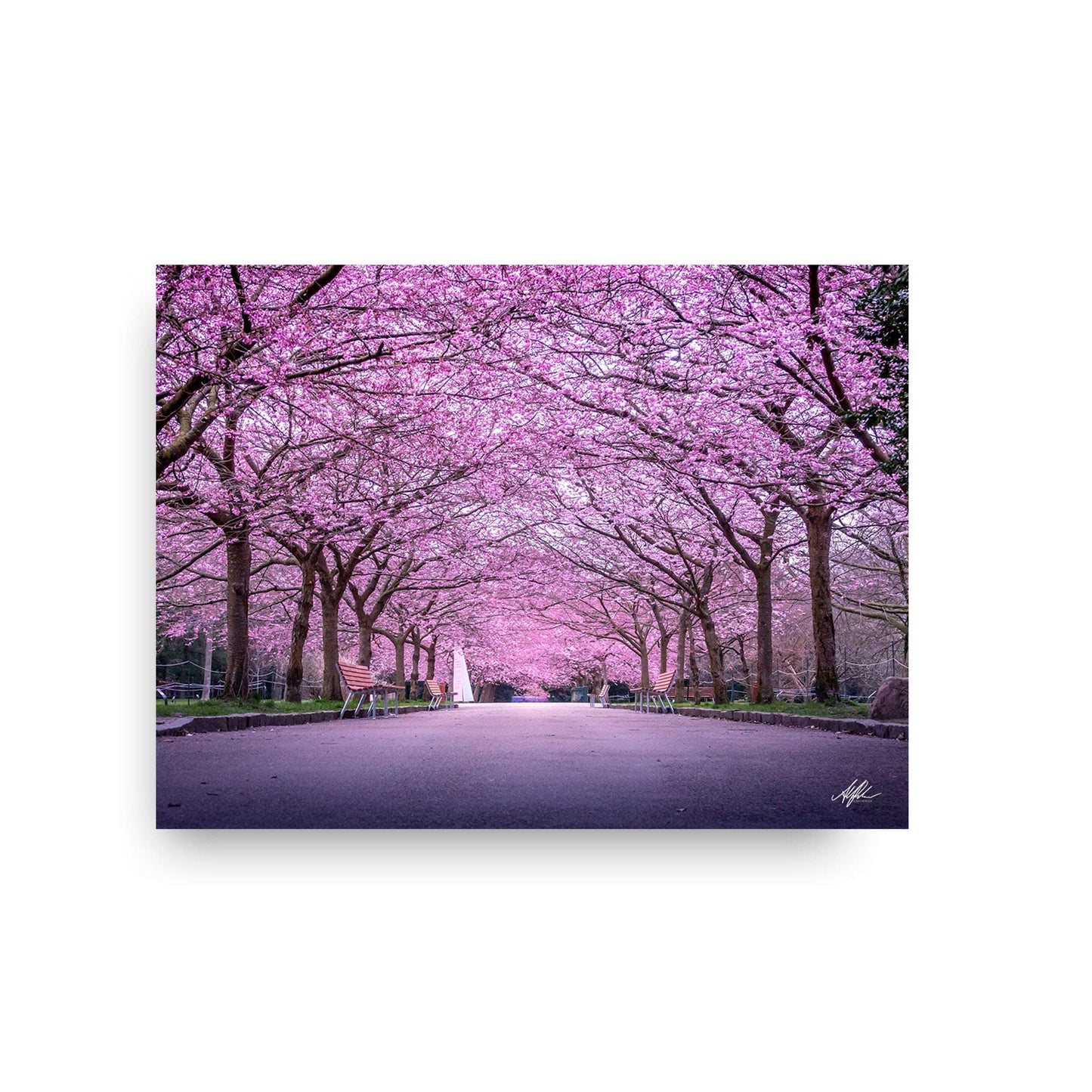 NOKUKO - Photo - Alan Pedersen - ALANTHEROCK - sakura season - print