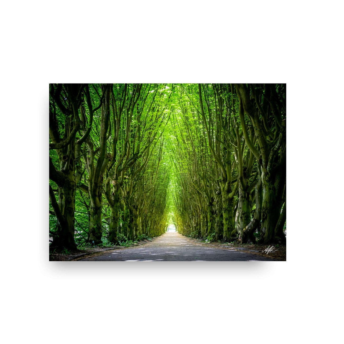NOKUKO - Photo - Alan Pedersen - ALANTHEROCK - Tree path at Vesterbro, Copenhagen - print