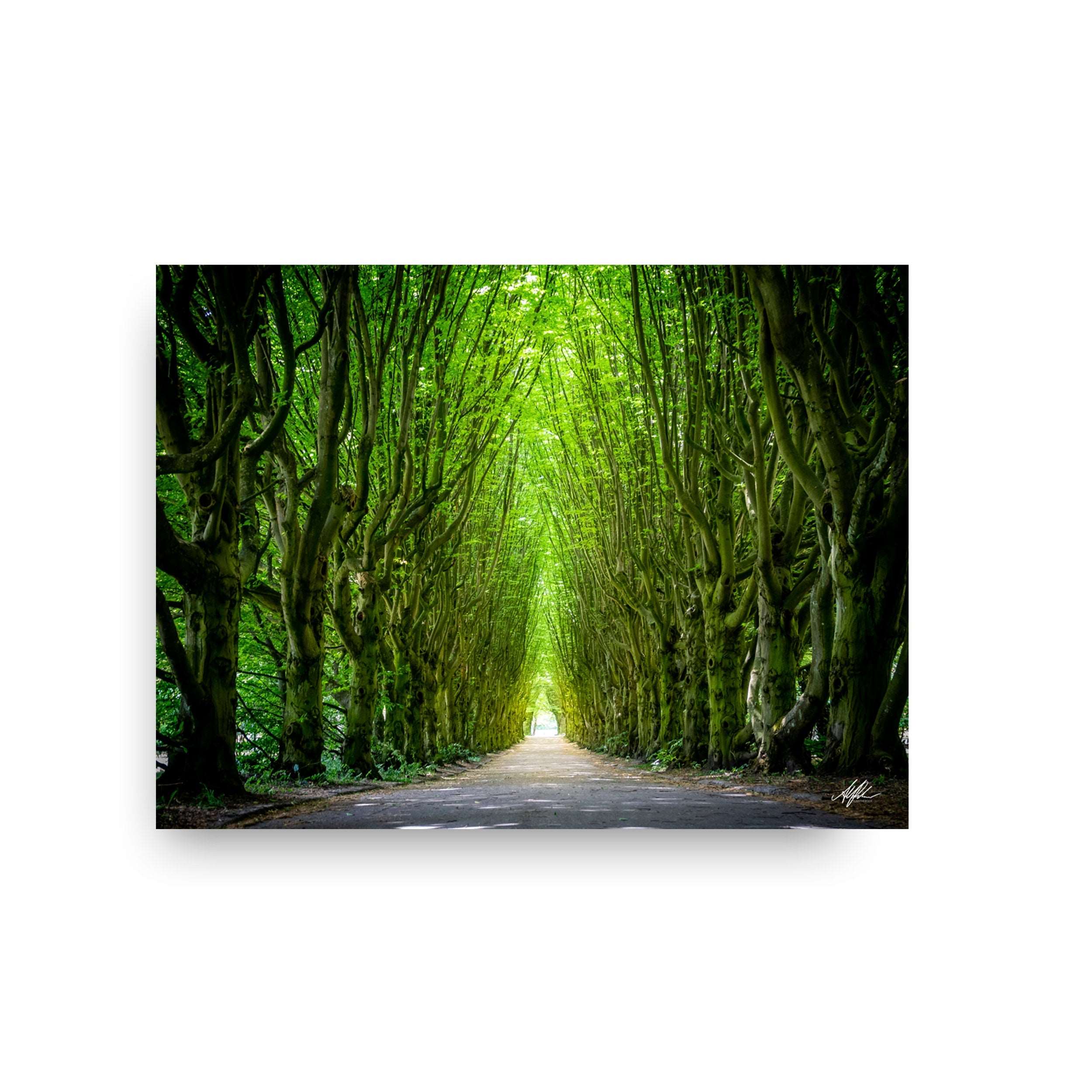NOKUKO - Photo - Alan Pedersen - ALANTHEROCK - Tree path at Vesterbro, Copenhagen - print