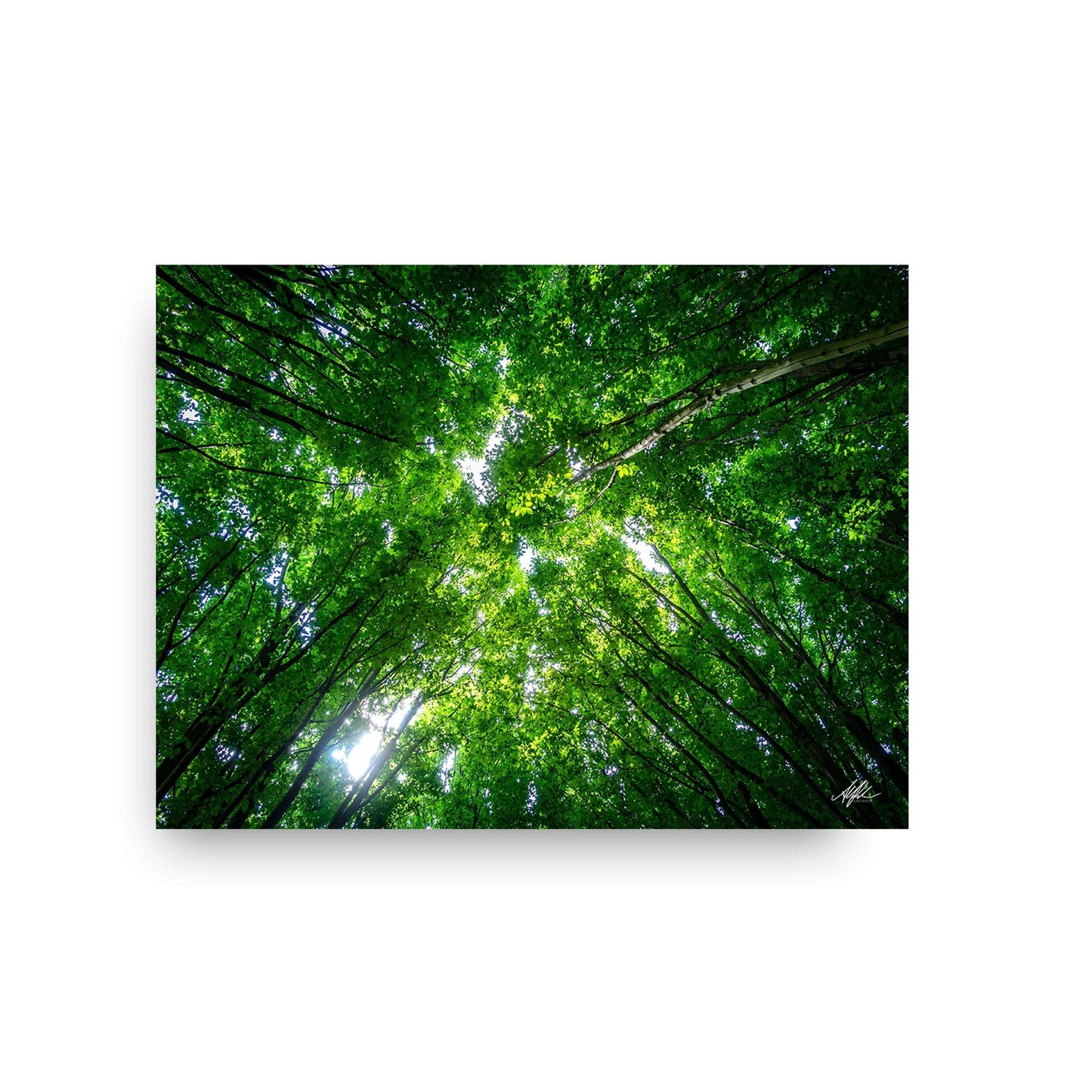 NOKUKO - Photo - Alan Pedersen - ALANTHEROCK - Tree tops, Copenhagen - print