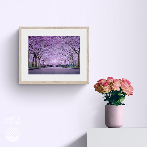 NOKUKO - photo- Alan Pedersen - Alantherock - Cherry blossom - mockup front