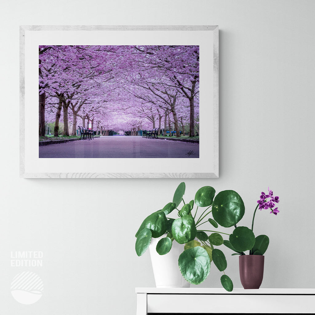 NOKUKO - photo- Alan Pedersen - ALANTHEROCK - Cherry blossom - mockup 2